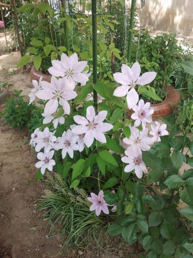 2013-05-09 13.51.37 - a_ Clematis 2013_toate