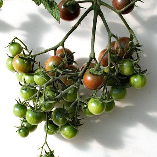 Tomate cherry negre 2