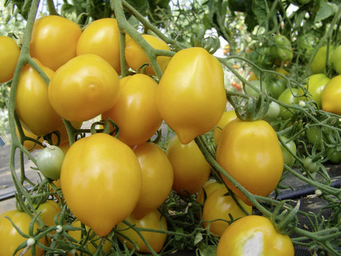 Tomate lemon tree.,