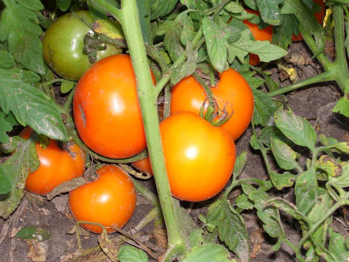 Tomate orange zloty ozarowski 1