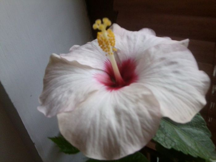 Fotografie8772 - adonicus pearl-28