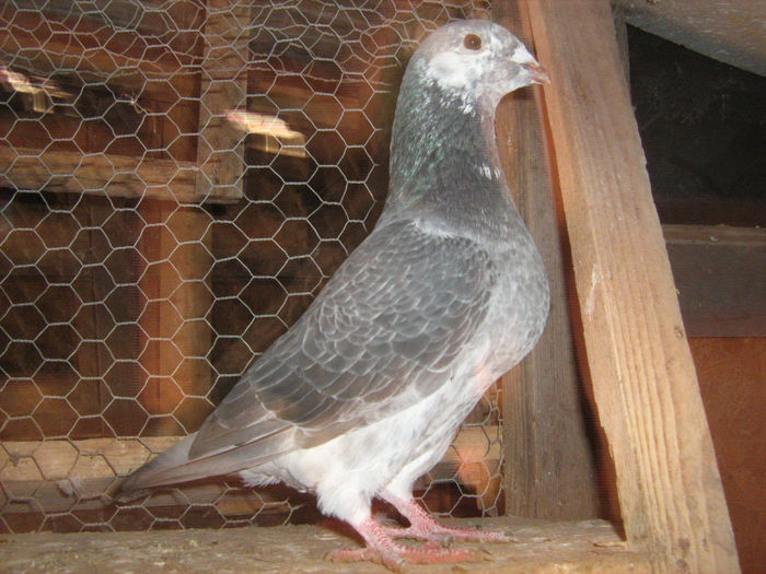 2013 - VOIAJORI