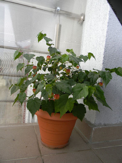 08.2012 - ABUTILON MEGAPOTAMICUM