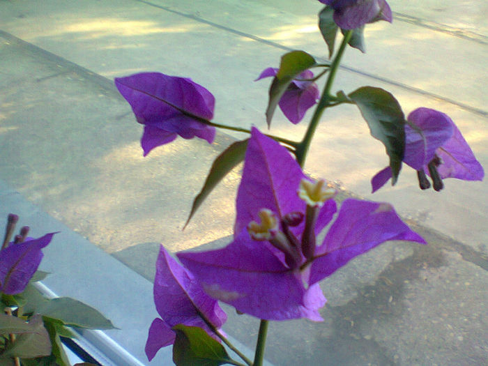 Fotografie0670 - BOUGAINVILLEA