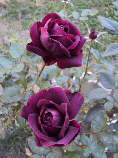 DSC01253