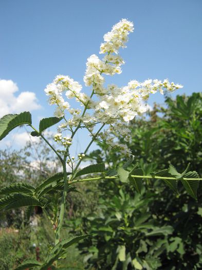 arbust ornamental- - a-gradina mea