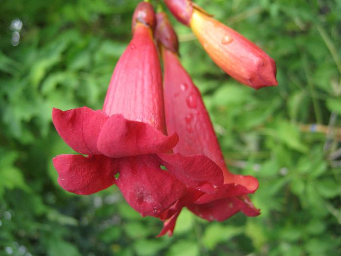 luleaua turcului - a-gradina mea