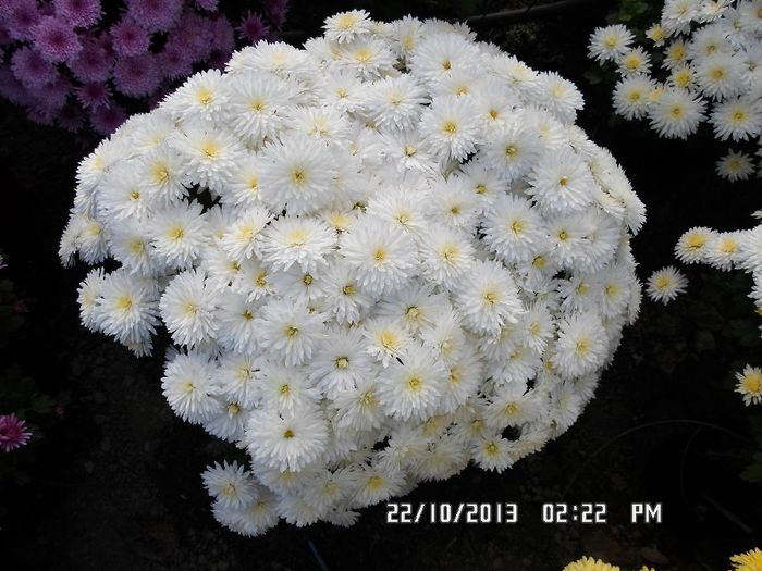 SAM_1289 - Crizanteme multiflora de vanzare2013