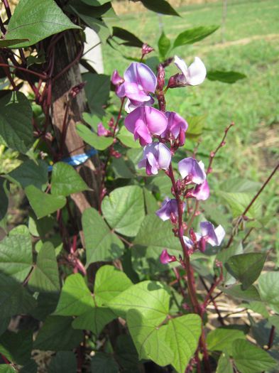 fasole ornamentala - a-plante urcatoare