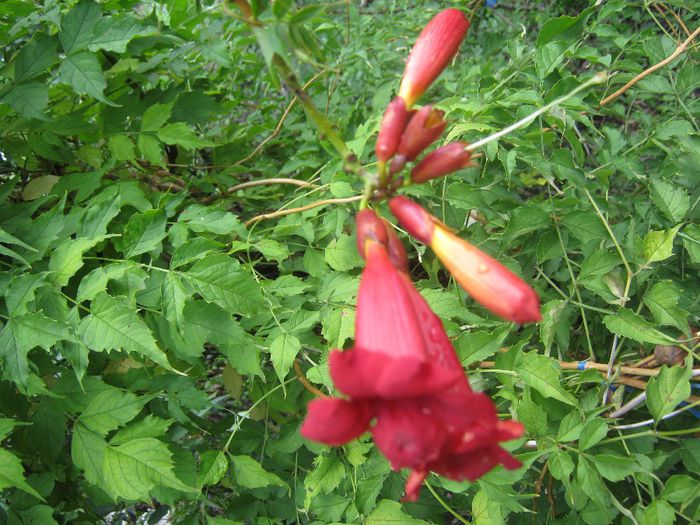 luleaua turcului - a-plante urcatoare