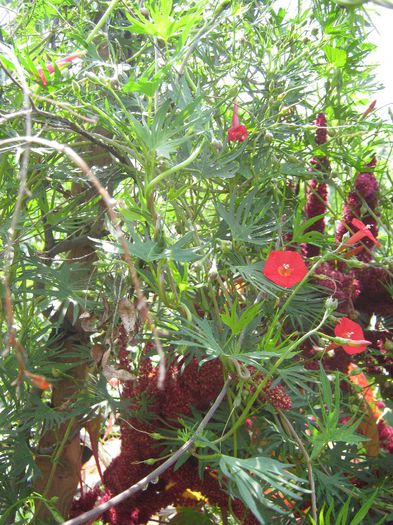 ipomeea rosie - a-plante urcatoare