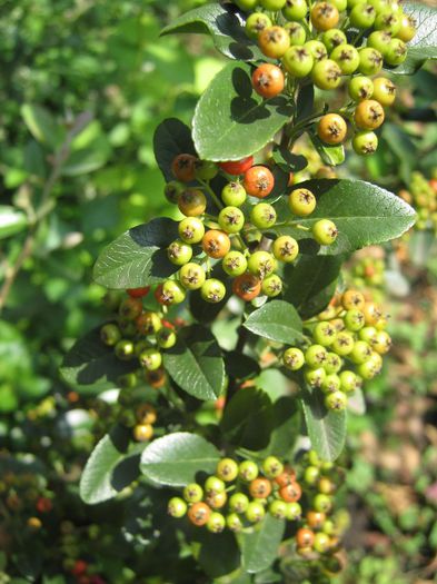 pyracantha - a-arbusti ornamentali