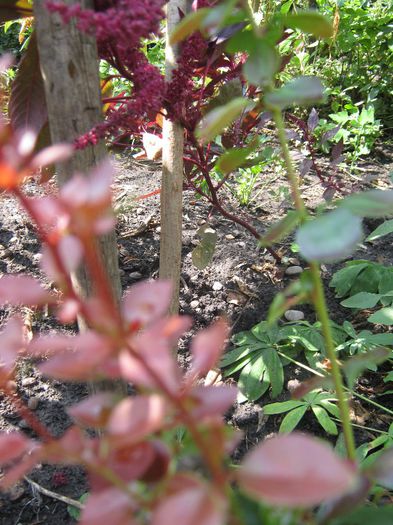Berberis - a-arbusti ornamentali