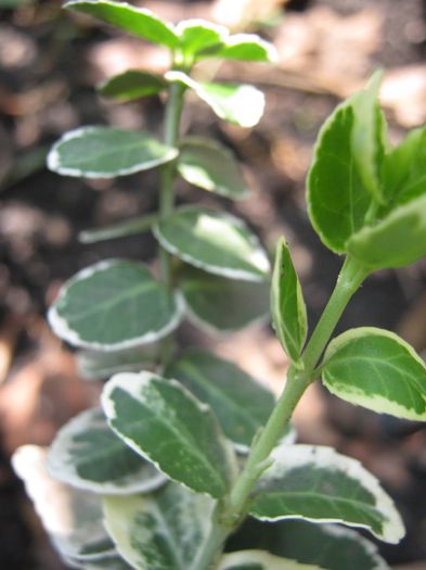 aureo marginata-euonymus - a-arbusti ornamentali