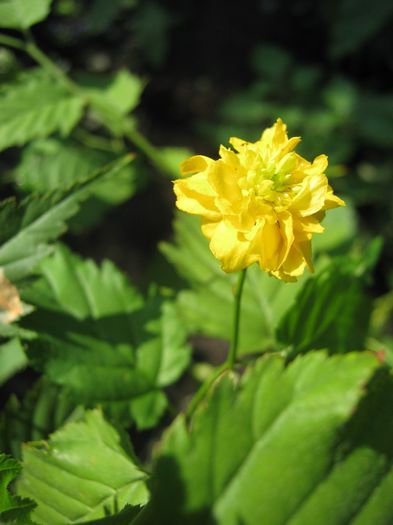 kerry japonica - a-arbusti ornamentali