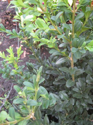 buxus - a-arbusti ornamentali