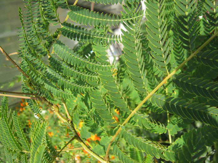 Albizia - a-arbusti ornamentali