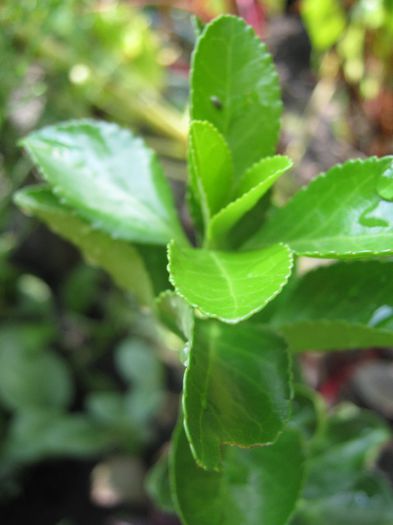 euonymus-green spire - a-arbusti ornamentali