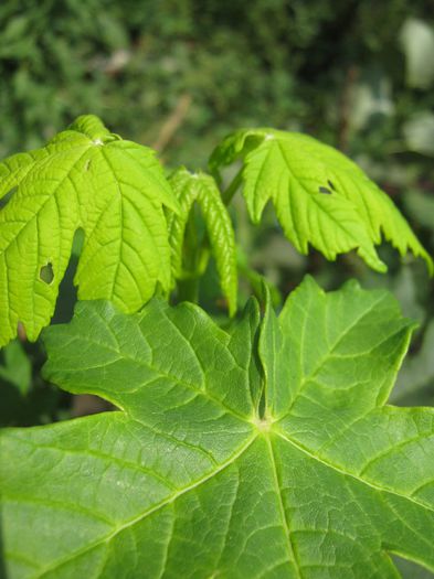 Paltin - a-arbusti ornamentali