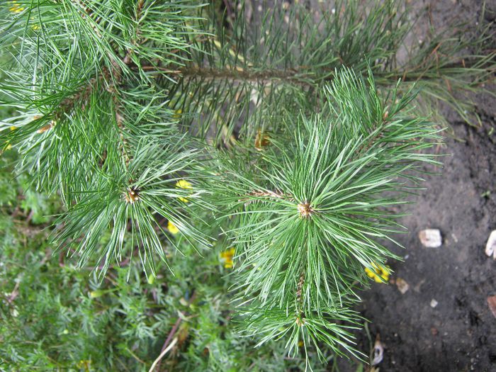 pin - a-arbusti ornamentali