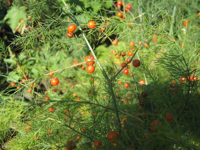 sparanghel - a-gradina mea