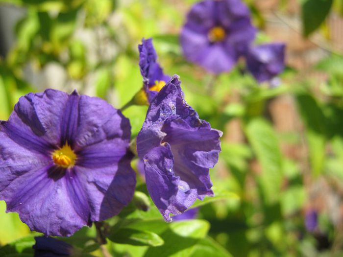 solanum - a-gradina mea