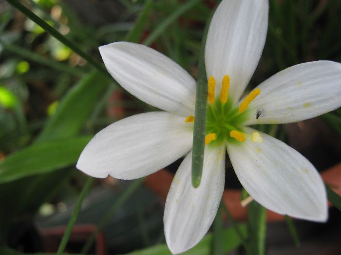 zephirantes - a-gradina mea