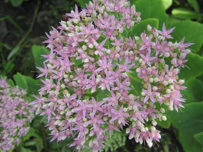 flori grase - a-gradina mea