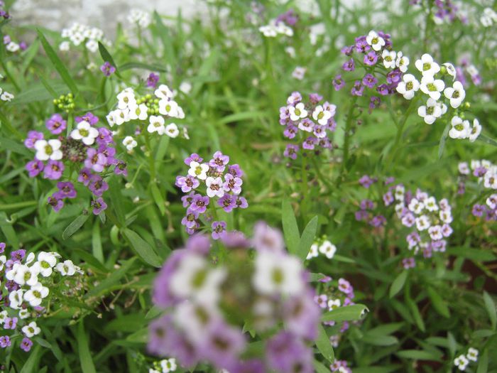 flori de stanca - a-gradina mea
