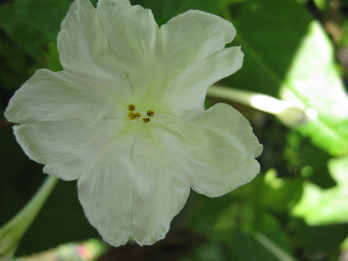 mirabilis alb - a-gradina mea