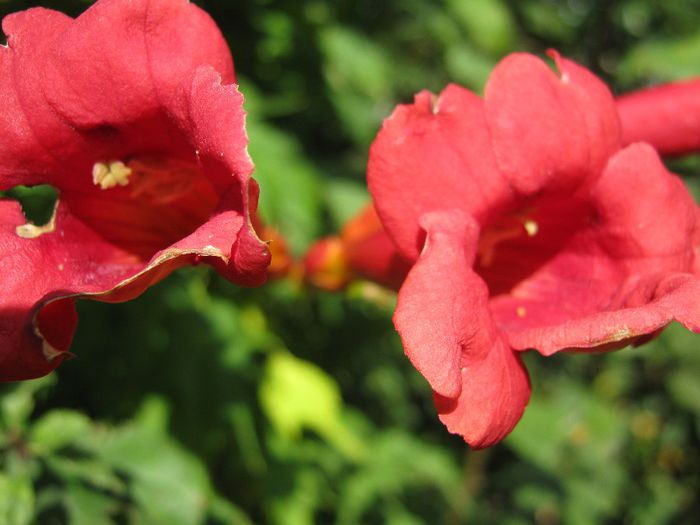 luleaua turcului - a-gradina mea