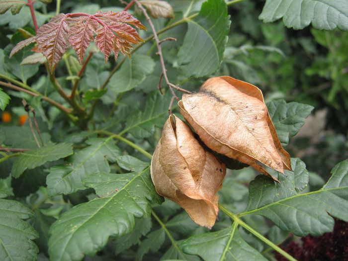 pom ornamental? - a-gradina mea