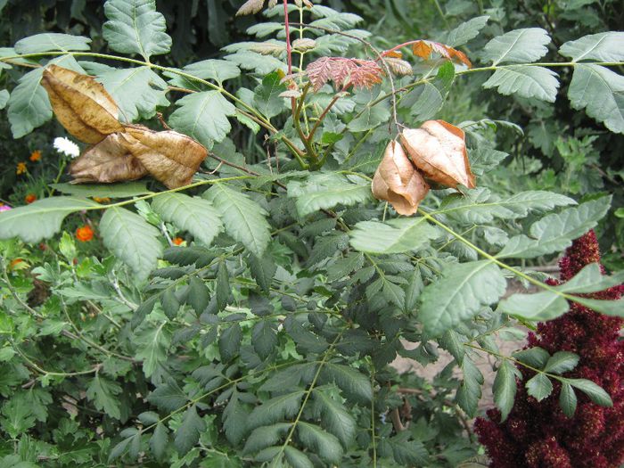 koelerutera paniculata