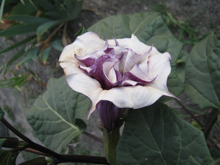 datura de gradina - a-gradina mea