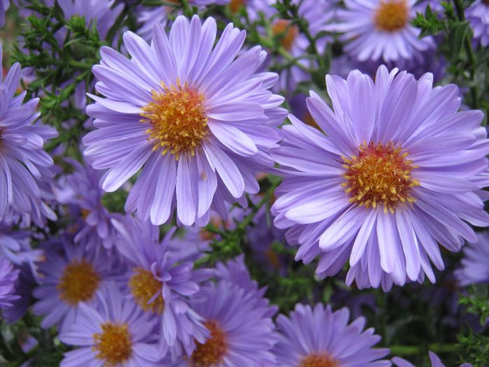 aster