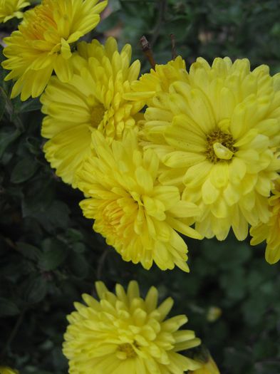 IMG_8609 - a-gradina mea