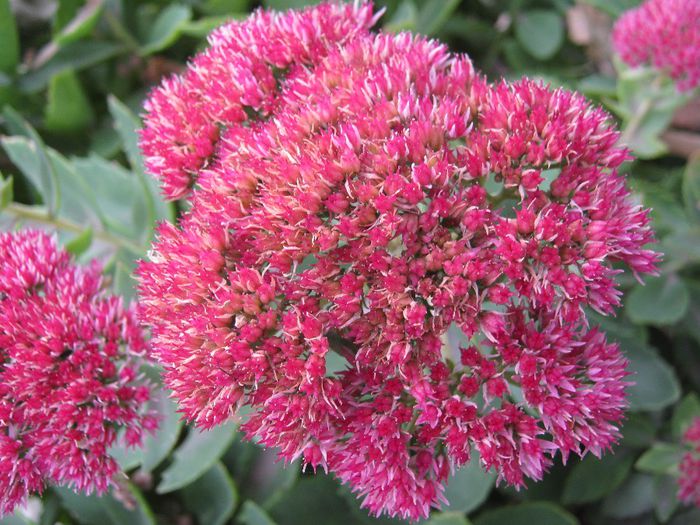 sedum - a-gradina mea