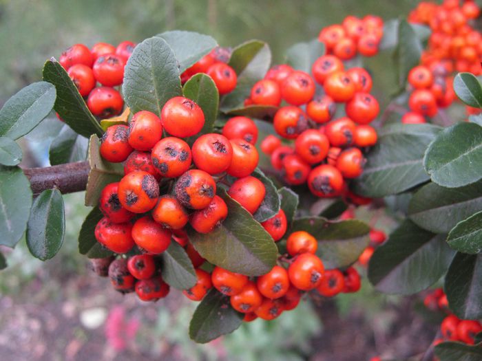 pyracantha - a-gradina mea