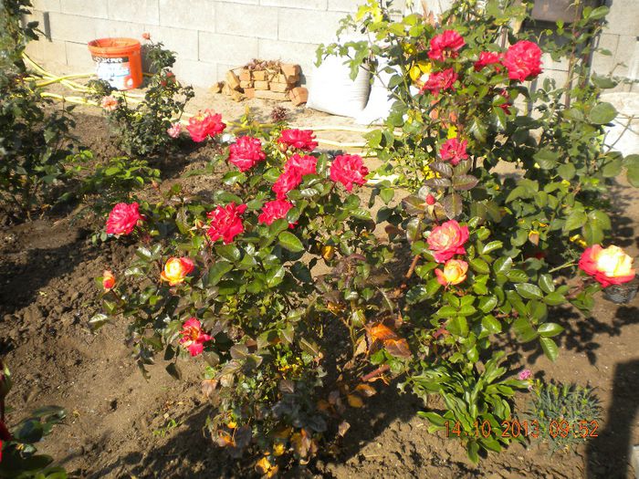 rumba , iara sfideaza frigul - trandafiri 2013