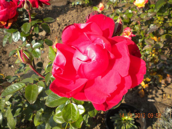  - trandafiri 2013