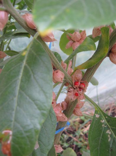 ginseng - a-roadele toamnei 2013