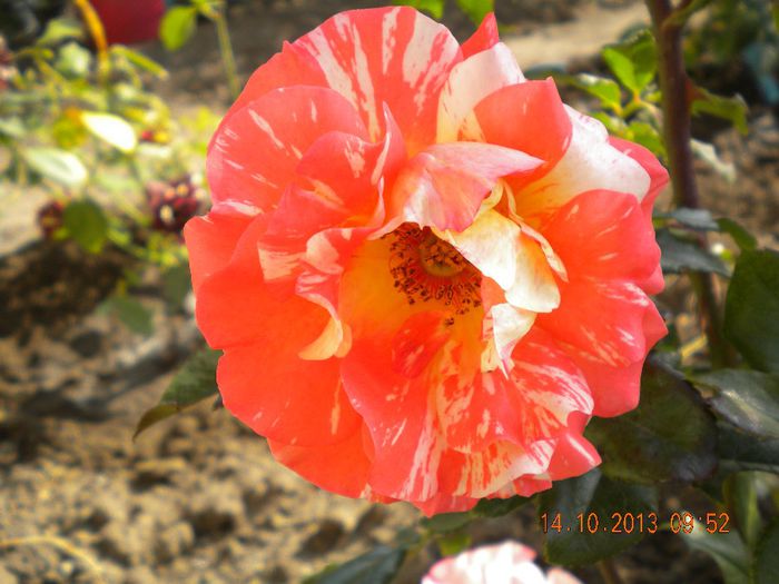  - trandafiri 2013