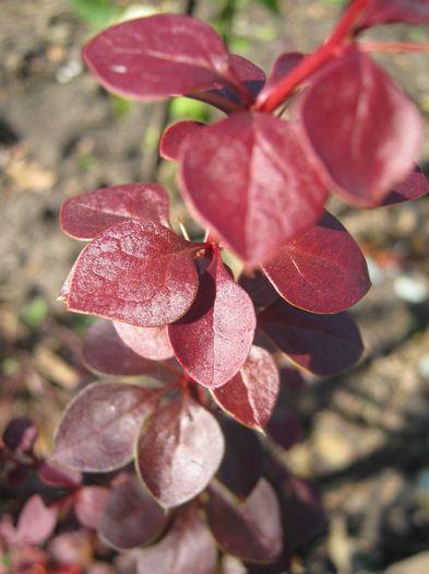 Berberis-arb. orn. - a-Gradina de toamna