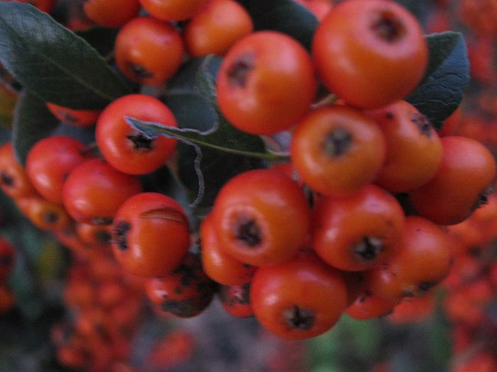 Pyracantha portocalie