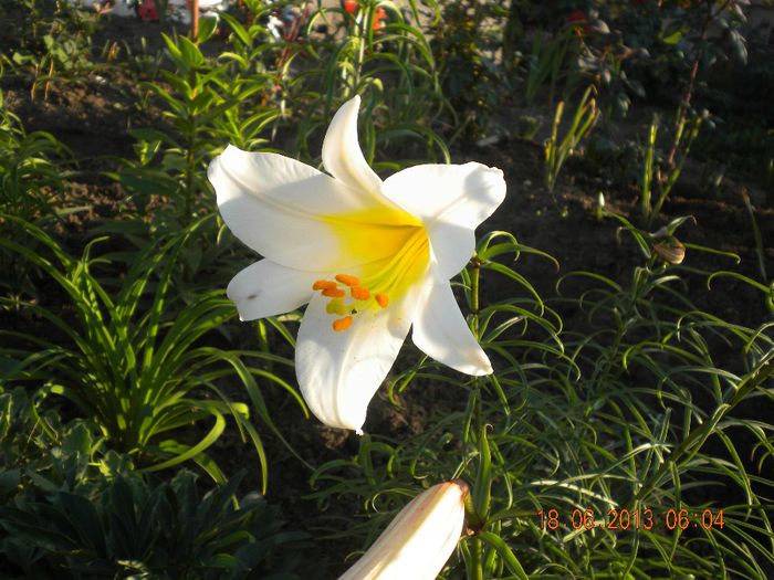  - flori din gradina 2013