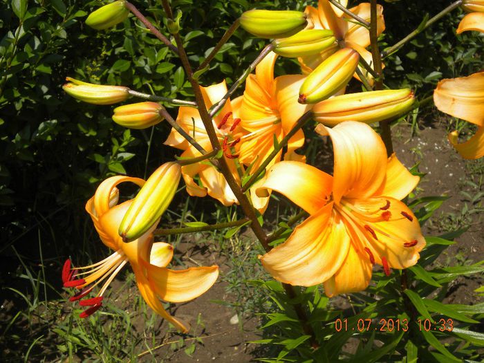  - flori din gradina 2013