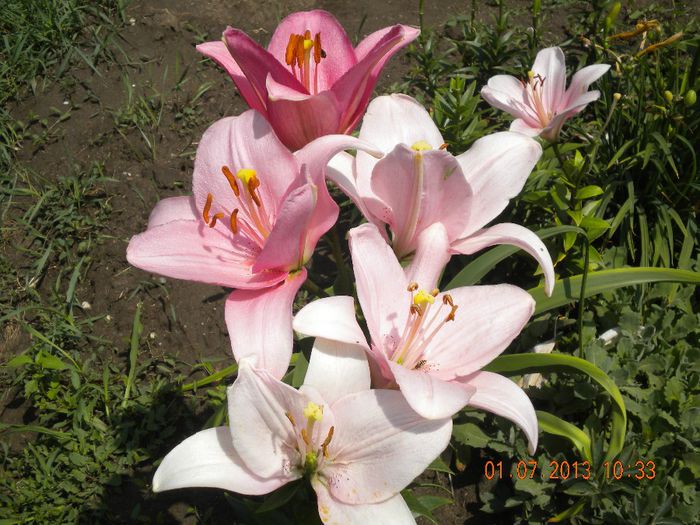  - flori din gradina 2013