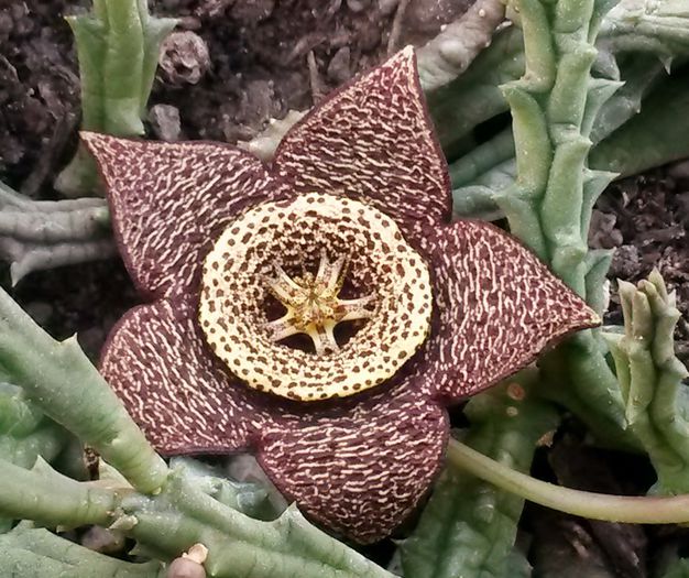 Stapelia variegata