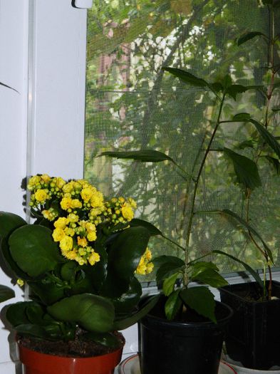 DSCN6285 - OCTOMBRIE 2 2013