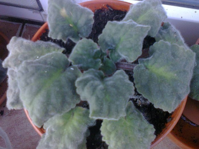 Fotografie1355 - Copy